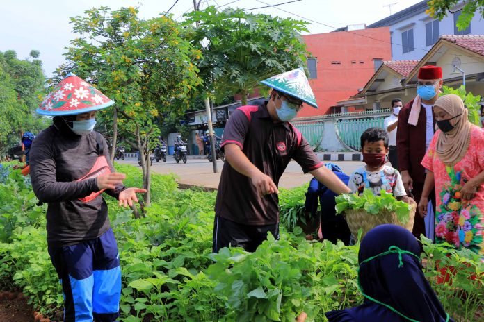 PANEN RAYA ECOFARM NEGLASARI - WALIKOTA3