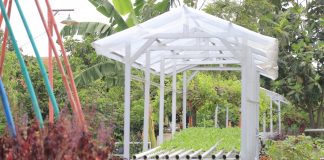 KWT di Kecamatan Benda Ikuti Pendampingan Pekarangan Lestari