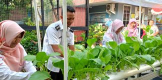 Saat Pegawai Panen Sawi di Lahan Belakang Kecamatan Karawaci