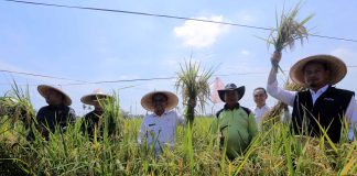 Pemkot Tangerang Target 98 Hektar Lahan Kosong Hasilkan Panen Padi