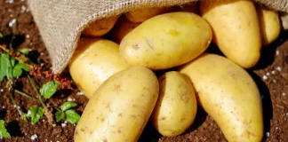 Cara Memasak Kentang agar Tidak Lembek dan Tetap Lezat