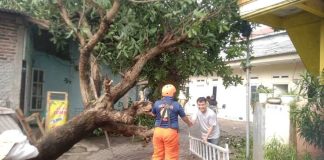 Pemkot Tangerang Berhasil Evakuasi Puluhan Pohon Tumbang Akibat Hujan Deras