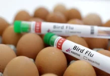 Jerman musnahkan lebih dari 500.000 unggas karena flu burung