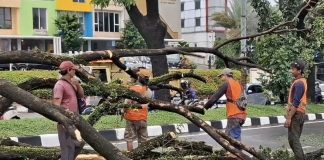Cegah Tumbang Saat Hujan, 55.945 Pohon di Jakarta Dipangkas