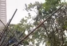 Pohon Tumbang Akibat Angin Kencang di Tangsel, Warga Panik dan Jalanan Macet Parah