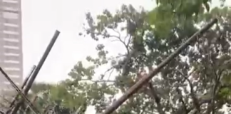 Pohon Tumbang Akibat Angin Kencang di Tangsel, Warga Panik dan Jalanan Macet Parah
