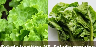 3 Perbedaan Selada Keriting dan Selada Romaine yang Perlu Kamu Tahu