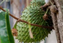 Tak Banyak Diketahui, 7 Manfaat Buah Sirsak untuk Kesehatan Tubuh