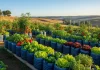 8 Sayur dan Buah untuk Galon Bekas: Mudah Dirawat, Panen Melimpah