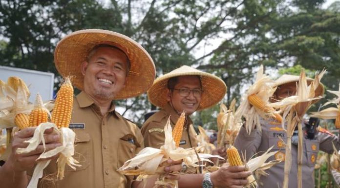 Panen Jagung di Batuceper Tangerang Dukung Program Swasembada 2026