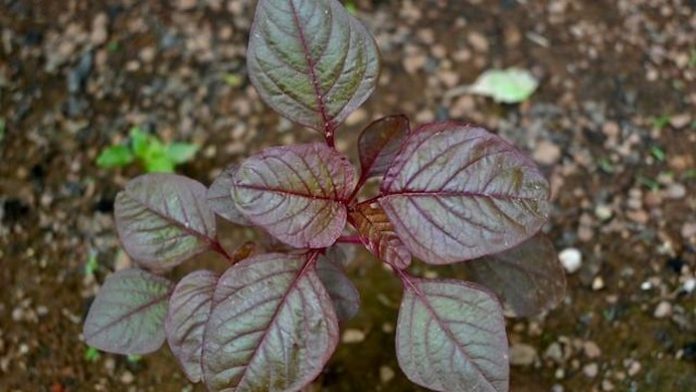 manfaat-mengonsumsi-bayam-merah-sayuran-unik-yang-kaya-nutrisifoto-unsplashcom-praswin-prakashan-1787821518639_169